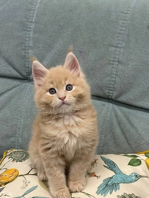 Energiegeladenes männliches Maine-Coon-Kätzchen
