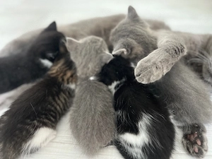 Kartäuser Maincoon Mix Kitten 