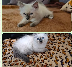 Birma kitten,  heilige Birmakitten Kätzchen 