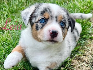 Mini Aussie Mix Welpen - Therapiehundelinie