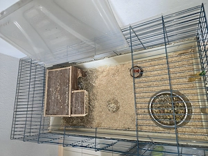 Meerschweinchenmännchen