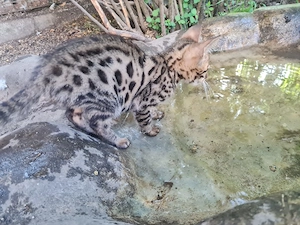 Bengal Cats