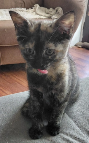 Katzenbaby 