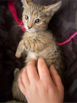 glückskatzenbaby 