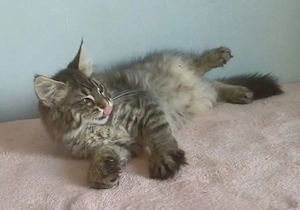 Main coon..