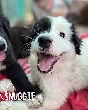 zauberhaftes, menschenbezogenes, katzenverträgliches Welpenmädchen "Snuggie" sucht ein Zuhause