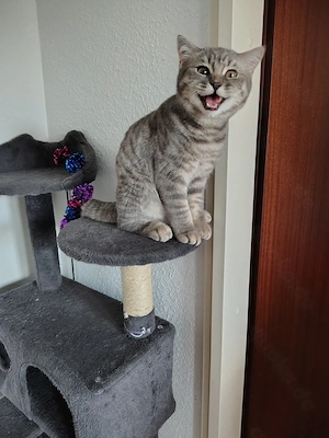 Britisch Kurzhaar Kitten (Geschwister)   5 Monate   nur gemeinsam abzugeben