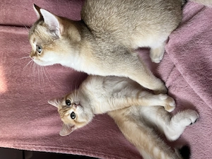 Bkh Kitten Stammbaum Golden Shaded  Tabby ABHOLBEREIT Komplett Geimpft Entwurmt Impfausweis 