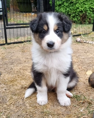 Rüde   Welpe   Mix amerikanischer Collie x Border Collie