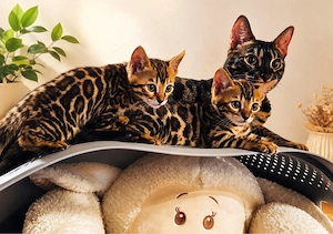 Wunderschöne reinrassige Bengal Kitten 