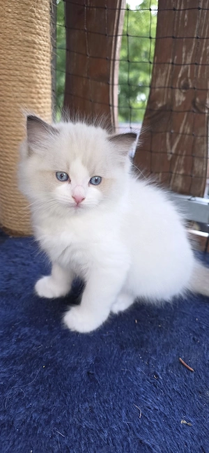 Reinrassige Ragdoll Kätzchen