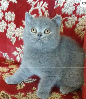 BKH Britisch Kurzhaar Kitten mit Zubehör 