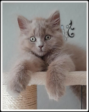  Kleiner Britisch Langhaar Kater 