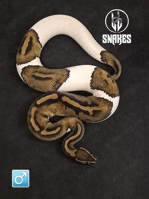 1.0 Piebald NZ22 - Königspython Python regius