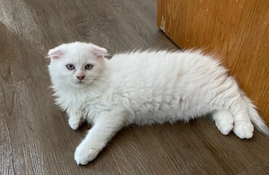 Weiße Katze