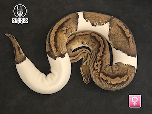Piebald Pastel Zuchtweibchen NZ16 - Königspython Python regius