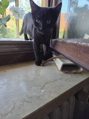 süße babykatze sucht ein Zuhause 
