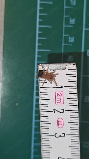 Acanthoscurria geniculata   NZ 2026   FH2 Darmstadt