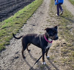 bulldogen labrador mix hündin