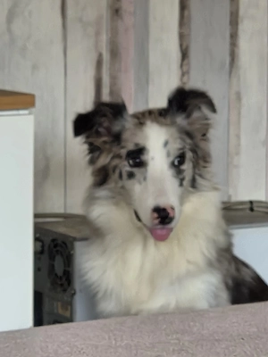 8 Monate alte Border Collie Hündin zurückhaltend 
