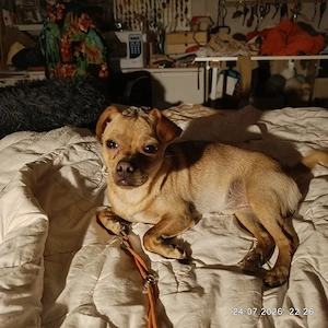 Hund Name Rex