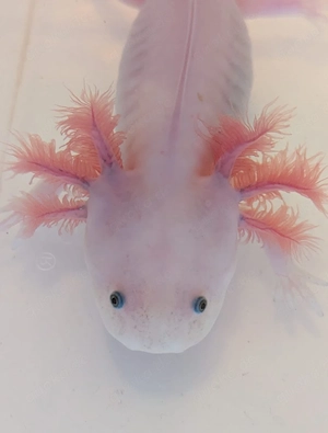 Jungtiere Axolotl