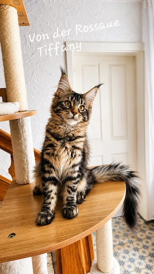=^..^=Extrem verschmuste Maine Coon kitten mit Stammbaum aus seriöser Zucht =^..^=