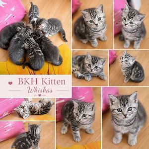 bkh kitten reinrassige Whiskas blau Schnee Point 