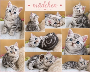 bkh kitten reinrassige Whiskas blau Schnee Point 