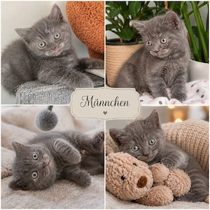 kitten bkh reinrassig Whiskas Marmor tabby Classic  Bild 6