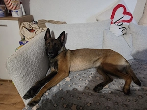 Malinois Rüde 2,5jahre