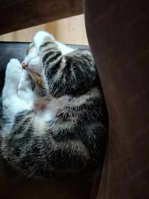Kater sucht Für immer Zuhause 