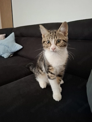 Kater sucht Für immer Zuhause 