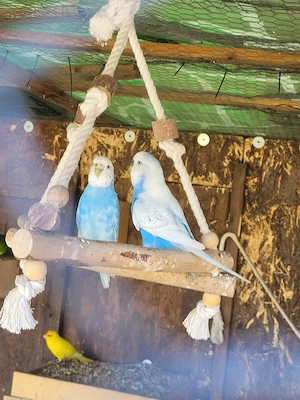 Wellensittich Pärchen 