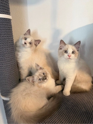Bezaubernde Reinrassige Ragdoll Kitten ähnlich Heilige Birma