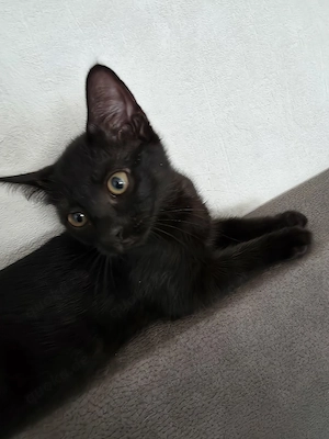 Mutter und ein kitten weibchen 