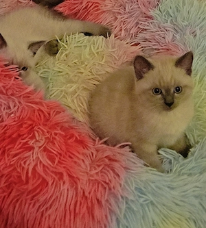 Katzen kitten. Geburten. 25 Mai.. Mädchen und junge 