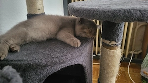 BKH katzenbaby