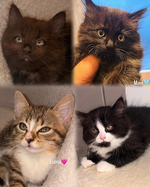 Kitten Abzugeben 