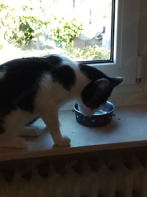ich muss mich leider von meiner Kätzchen und von meinen zwei Jungs trennen