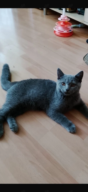 2 Baby Kater "Britisch"