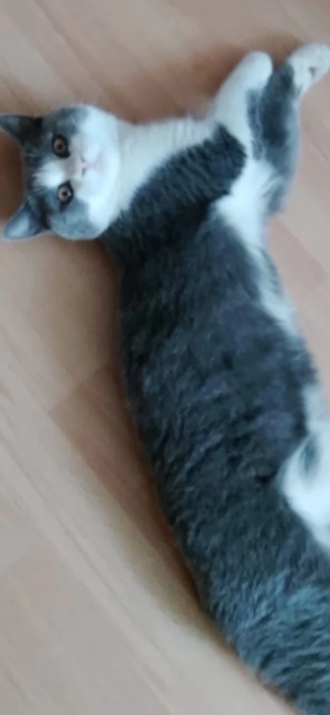 2 Baby Kater "Britisch"