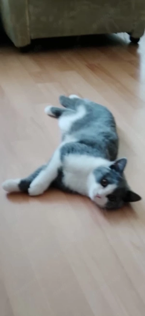 Zwei Katerchen 