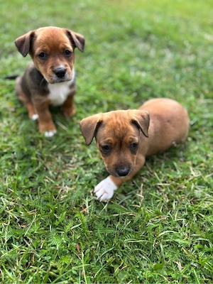 Kleine Mischlings Welpen Dackel Chihuahua