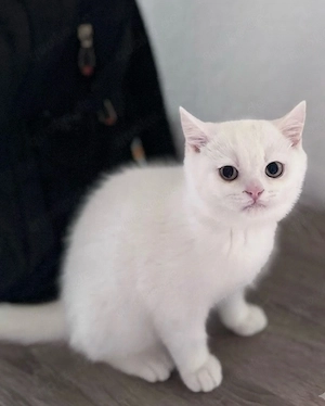 BKH Kitten suchen ein liebevolles Zuhause!