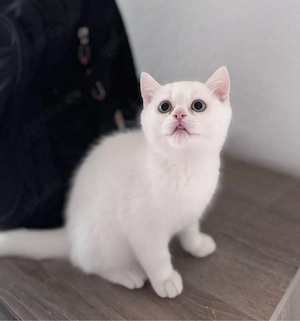 Reinrassige BKH Kitten suchen ein liebevolles Zuhause