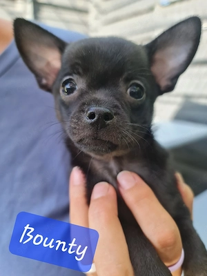 Chihuahua Welpen 