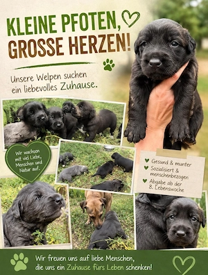 Welpen zu vermitteln 
