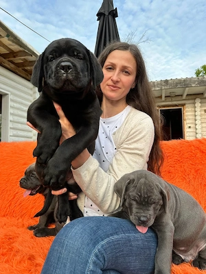 Reinrassige Cane Corso Welpen suchen ein liebevolles Zuhause