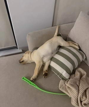    Wunderschöner reinrassiger Labrador Retriever Welpe   Gesund, liebevoll und bereit für ein liebev
